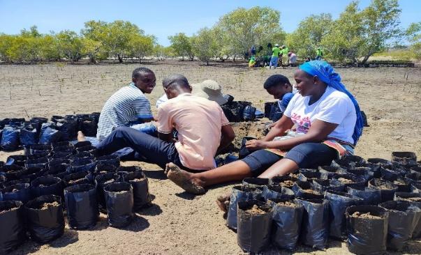 Reabilitação de mangais em Metuge, Cabo Delgado